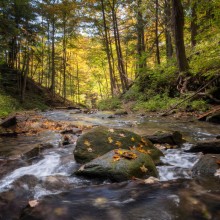 Ruisseau et forêt